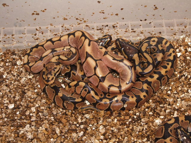 Spider & Sibs .
