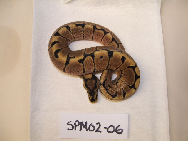 2006  SPM02-06