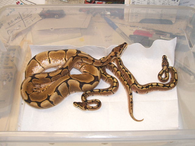 Sire (Spider)