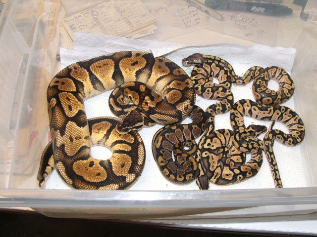Sire (Pastel)