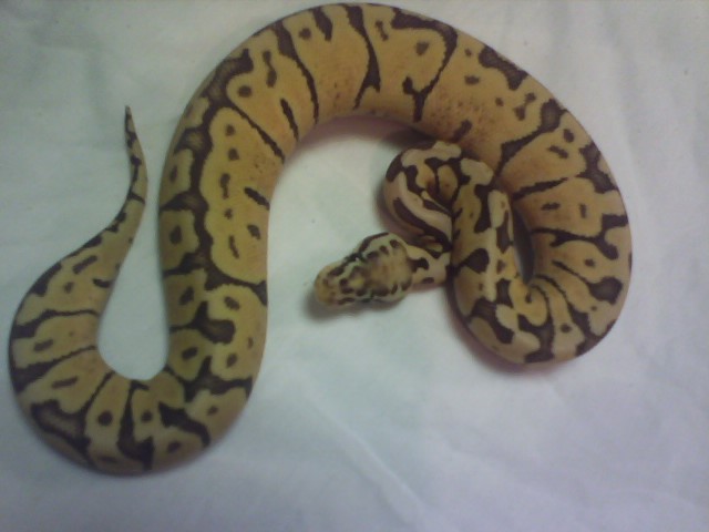 Super Pastel Woma
