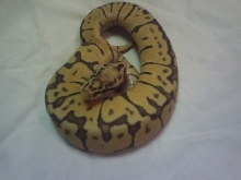 Super Pastel Woma 2