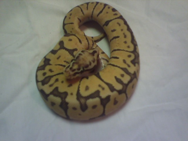 Super Pastel Woma 2