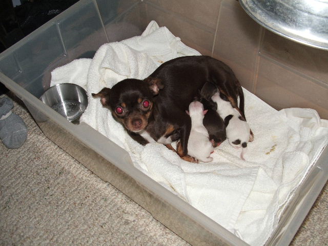 Tia & pups