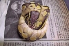 Pastel  B G headshot