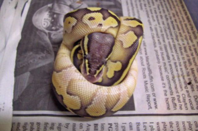Pastel  B G headshot