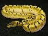 StingerBee