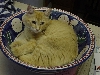 OK in a bowl