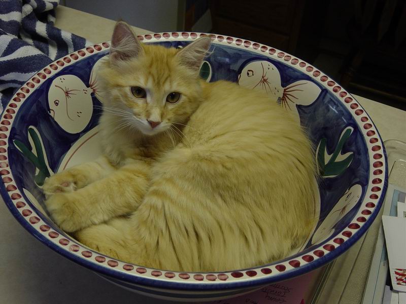 OK in a bowl