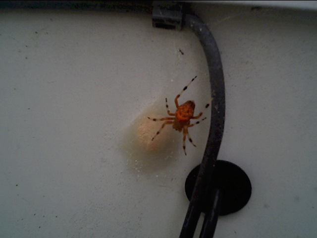 help ID.