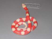 Albino Nelsoni