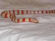 Male Albino Ruthveni