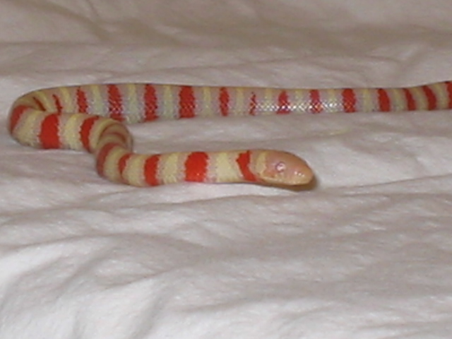 Male Albino Ruthveni