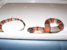 Grayband Het. for Albino