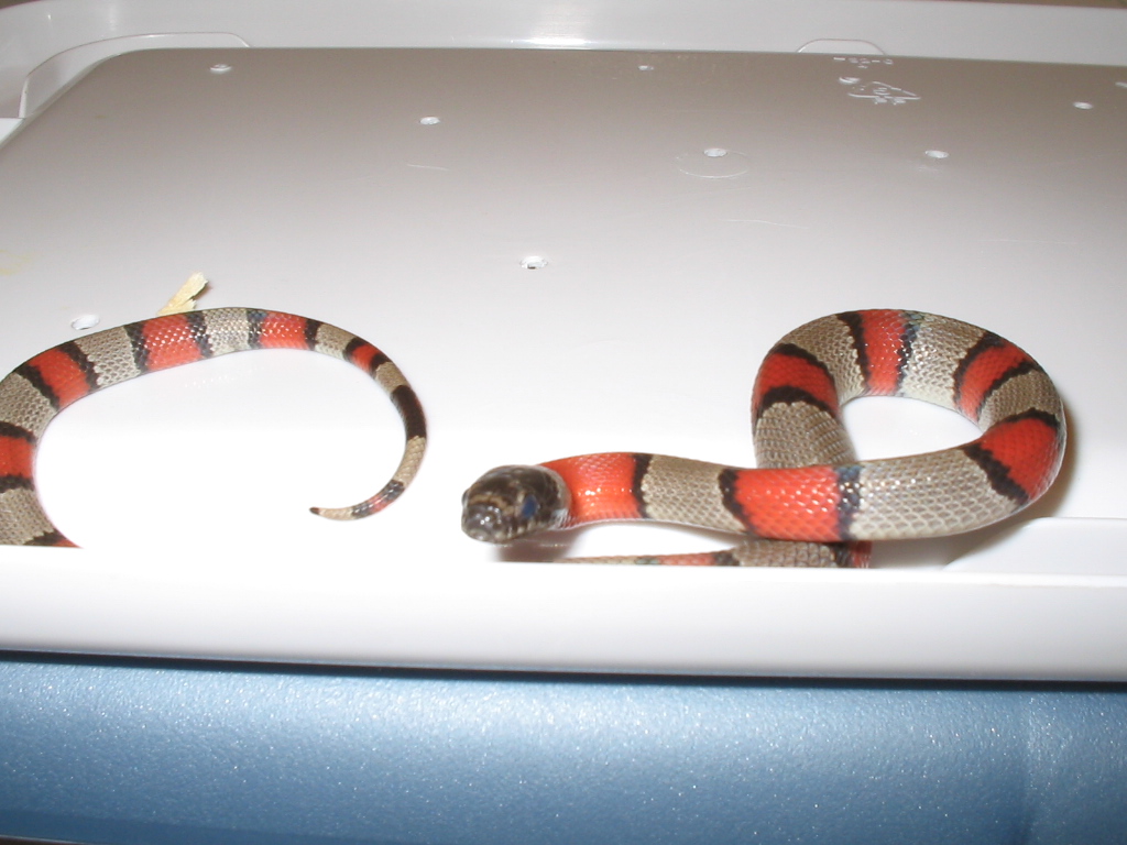 Grayband Het. for Albino
