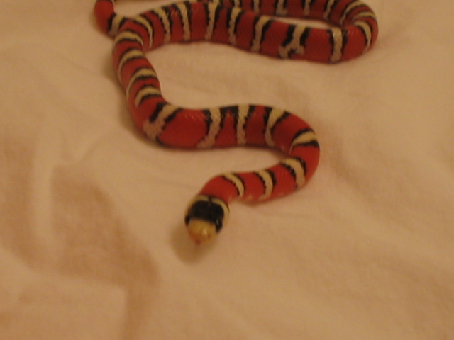 Female Woodini