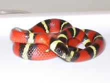 Nelsoni Het for Albino male