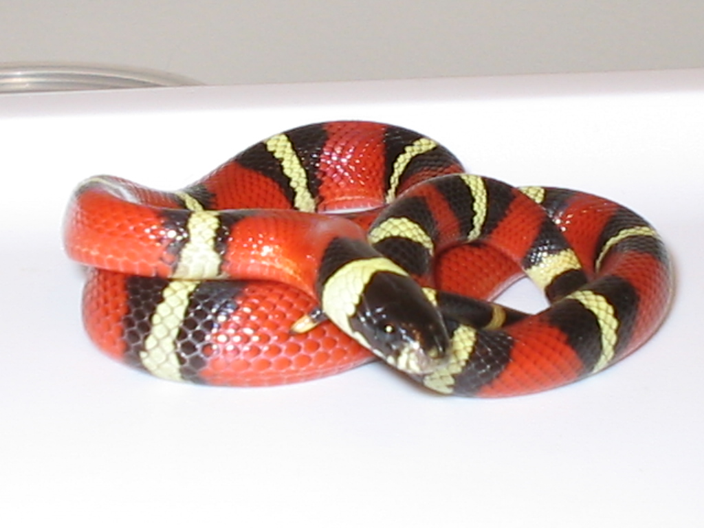 Nelsoni Het for Albino male