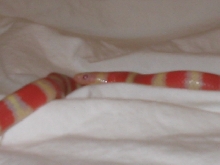 Albino Female Ruthveni