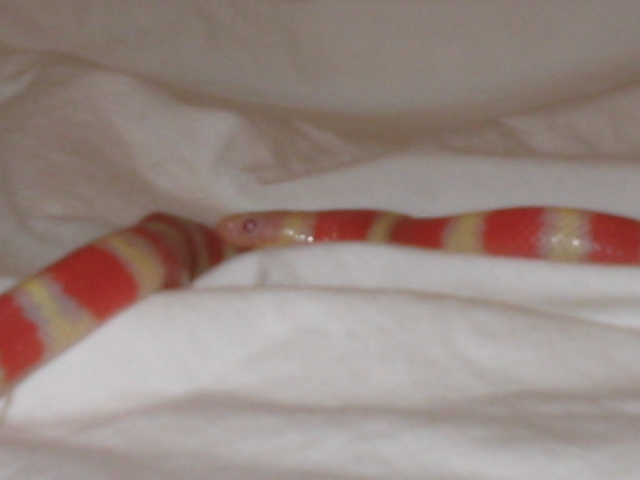 Albino Female Ruthveni