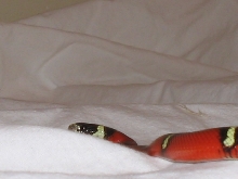 Female Nelsoni Het. Albino
