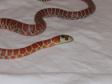 Male Knoblochi