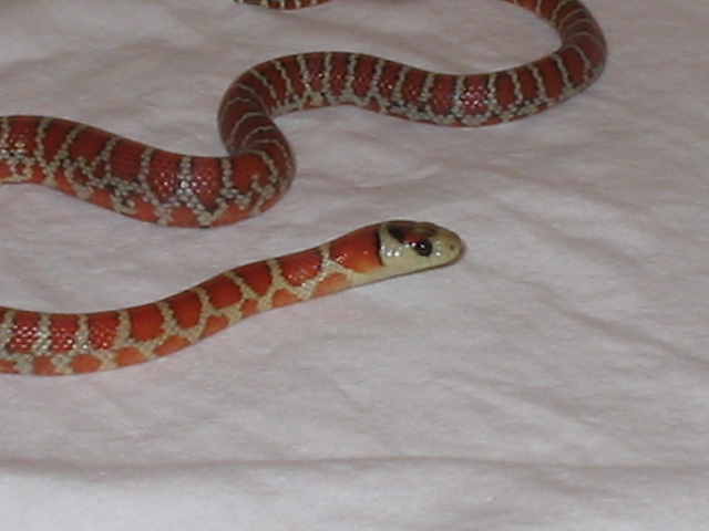 Male Knoblochi