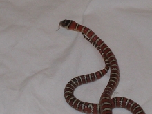 Female Knoblochi