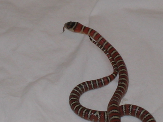Female Knoblochi