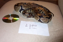 2300g