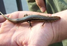 5lined skink