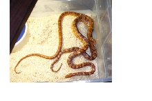 both corns