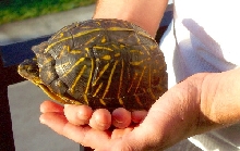 Florida Box Turtle