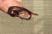 Juvenile Racer