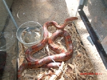 55" Corn