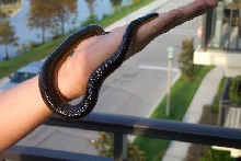 striped crayfish snake