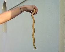 crayfishsnake 2