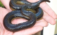 crayfishsnake3