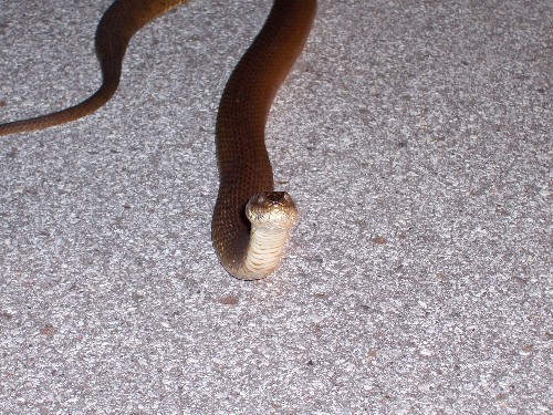 wannabecobra