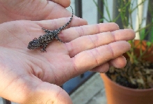 fence lizard