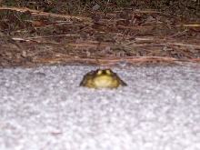 el frog