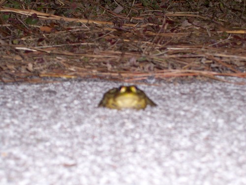el frog