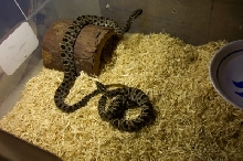 Both pygmy's