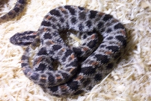 Smaller pygmy1