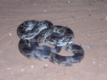 fl pine snake