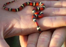 Baby Scarlet
