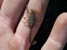 fl bark scorpion
