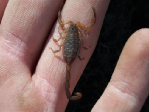 fl bark scorpion