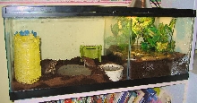 Toad Habitat