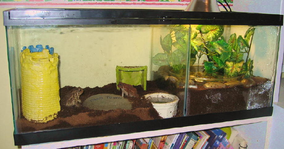 Toad Habitat